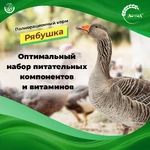 Рябушка-полнорационная3